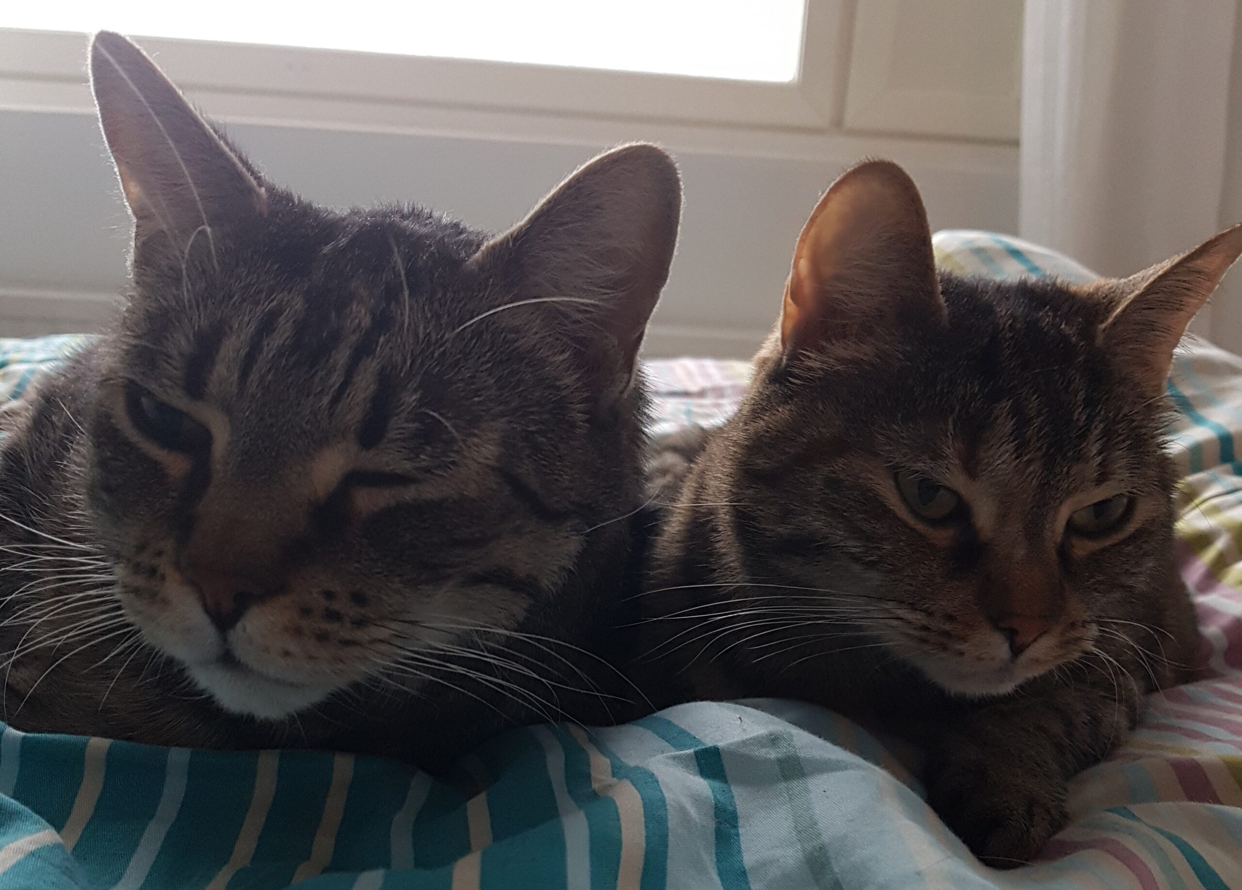 Rakkaat lemmikit ja niistä luopuminen